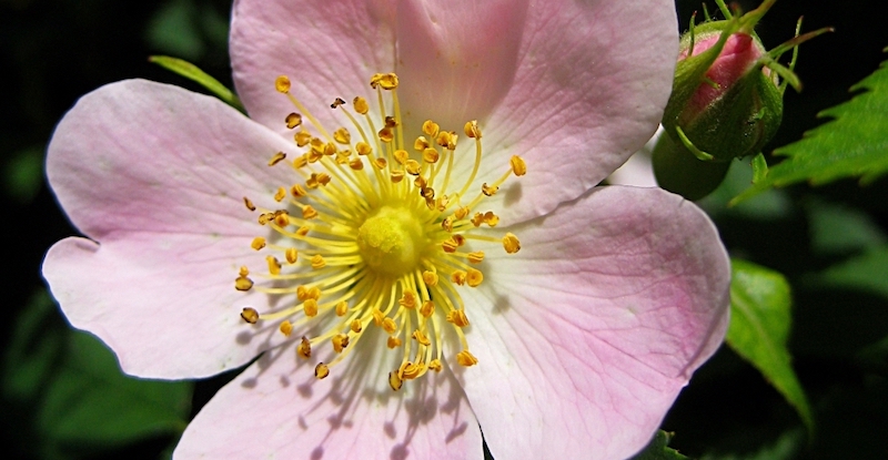 rosa canina