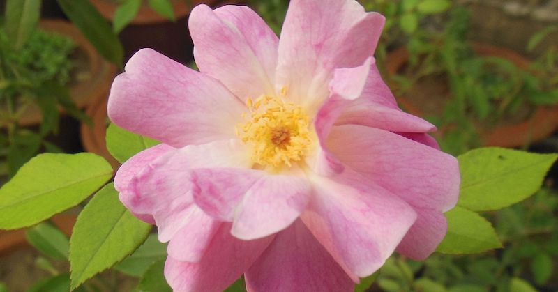 rosa rubignosa