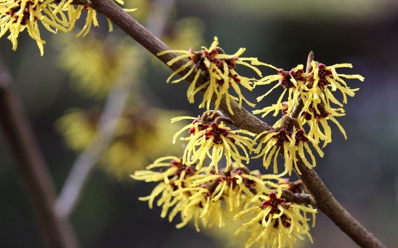 Is Witch Hazel Good For Acne